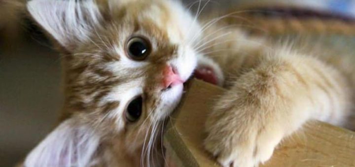 К чему снится рыжий котенок по сонникам Фрейда, Миллера, Лоффа, Ванги, Хассе и Нострадамуса