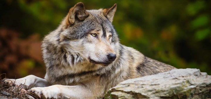 К чему снится волк по сонникам Фрейда, Нострадамуса и Миллера