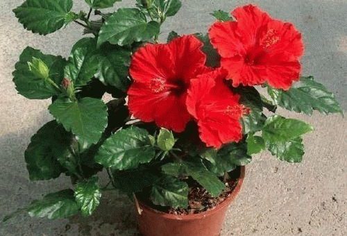 Приметы: цветы для домашнего благополучия