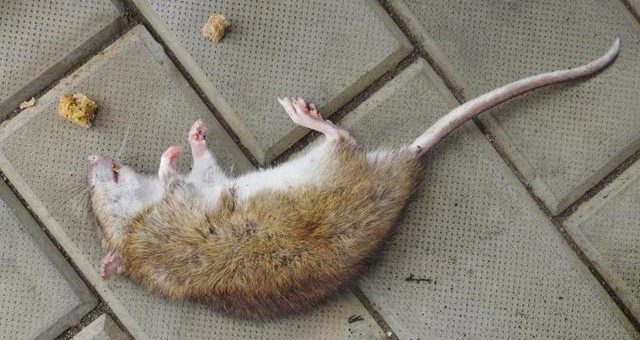 К чему снится убить мышь, толкования по разным сонникам