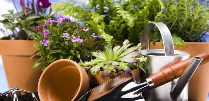 Благоприятные дни для пересадки комнатных растений