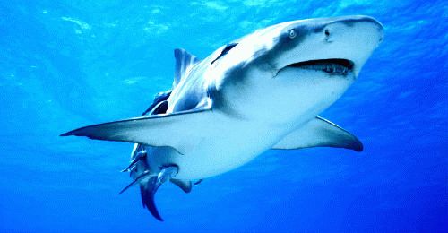 К чему снится акула в воде?