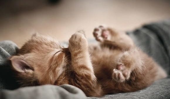 К чему снится котенок толкование по сонникам Нострадамуса, Миллера, Лоффа