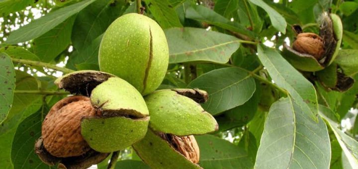 К чему снятся грецкие орехи по надежным сонникам