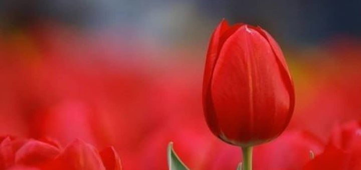 К чему снятся тюльпаны по сонникам Фрейда и Миллера