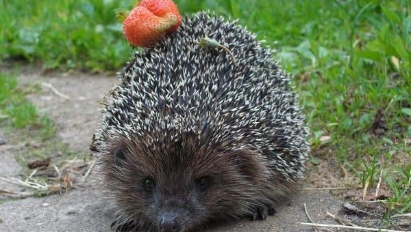 К чему снится ежик по сонникам Миллера, Цветкова