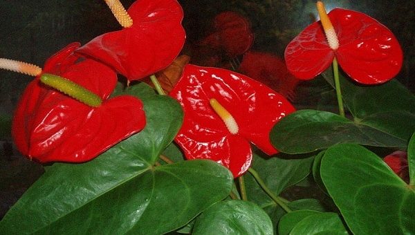 Цветок мужское счастье: приметы и суеверия, с каким растением его стоит сочетать