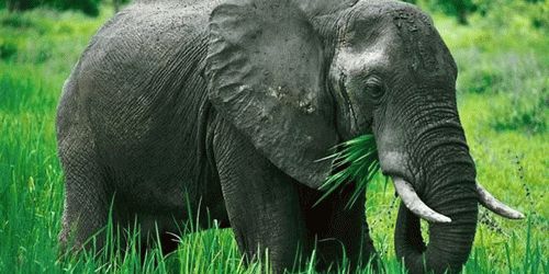 К чему снится слон женщине?