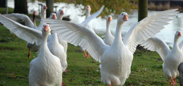 К чему снятся гуси — белые, серые, чёрные, взрослые и птенцы