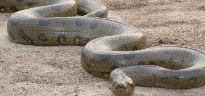 К чему снится большой змей по сонникам Миллера, Ванги, Фрейда