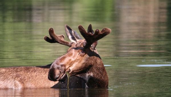 К чему снится лось по сонникам Мельникова, Миллера, Фрейда