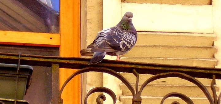 Что означает примета: голубь залетел на балкон