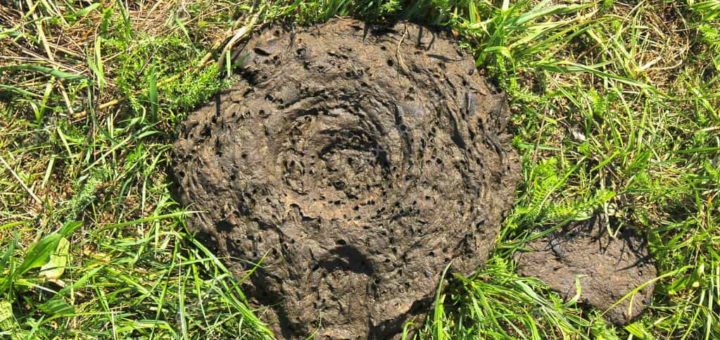 К чему снятся какашки по сонникам значения сна с экскриментами