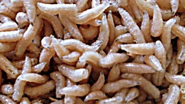 К чему снятся опарыши по сонникам Миллера, Фрейда