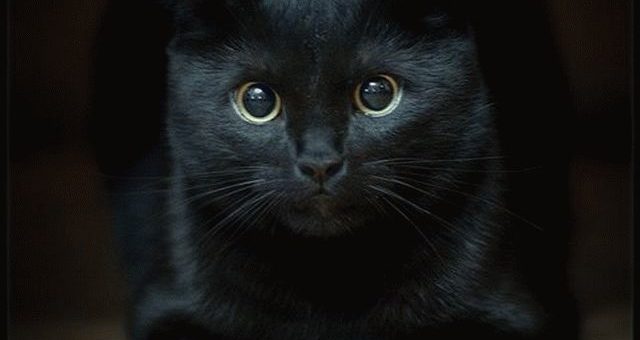 Кошка в доме - приметы и поверья