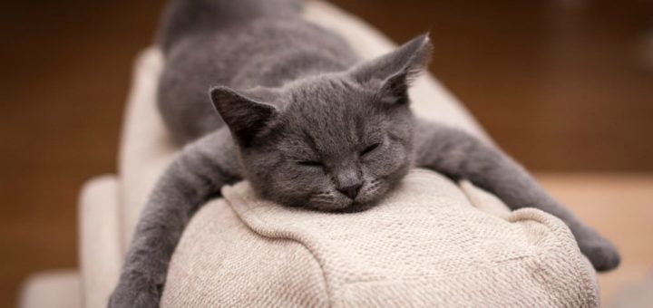 К чему снится серый кот по сонникам Фрейда, Ванги, Лоффа и Миллера