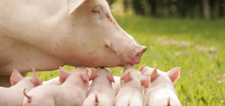 К чему снится свинья с поросятами по сонникам и основным значениям