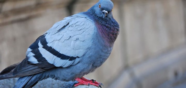 Птица накакала на голову, примета - что значит испачканная одежда, машина