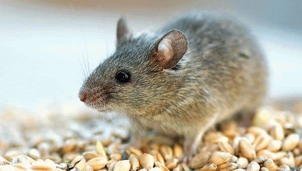 К чему снится маленькая серая мышь?