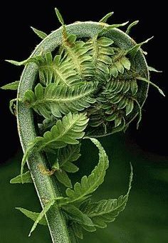 Примета: листья папоротника закручиваются к низу