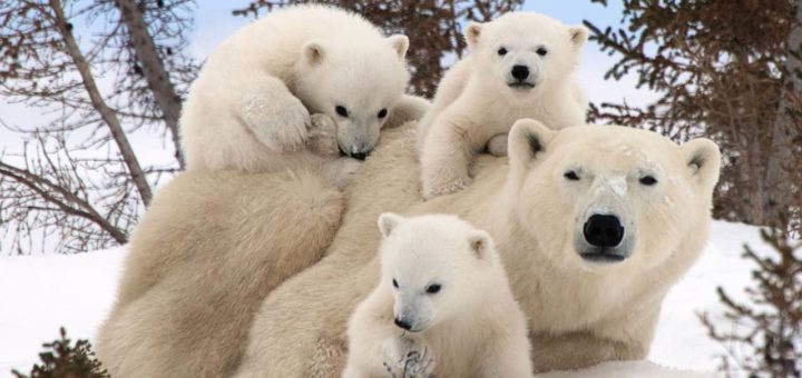 К чему снится белый медведь и значение сна по основным сонникам