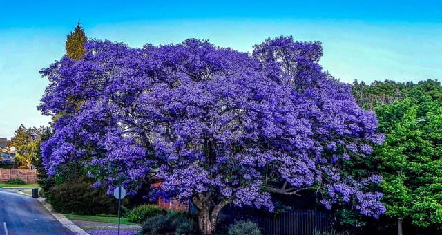 К чему снится цветущее дерево по сонникам Миллера, Азара, Ванги.