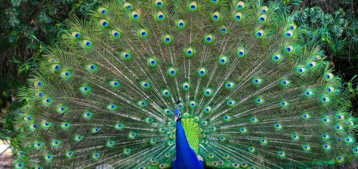 К чему снится павлин - толкование по различным сонникам