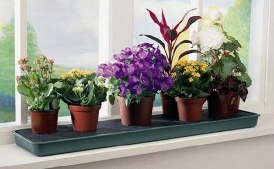 5 лучших растений для дома