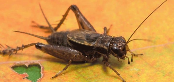 Примета: сверчки в доме