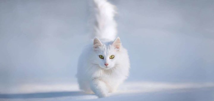 К чему снится белая кошка по известным сонникам