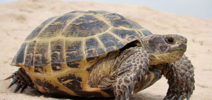 К чему снится черепаха по сонникам Ванги, Миллера и Велеса.