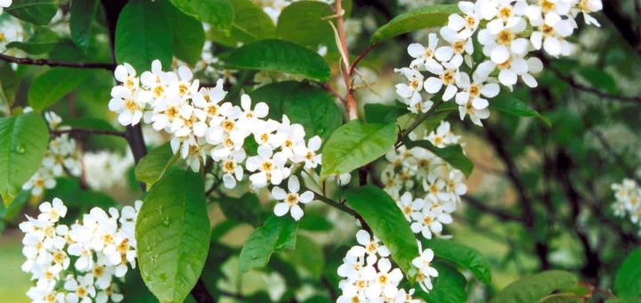 К чему снится черёмуха во сне по различным сонникам