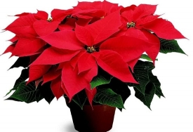 Пуансетия - рождественская звезда