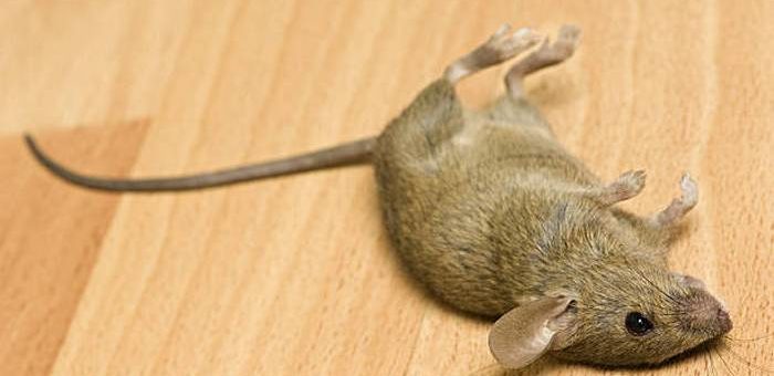 К чему снятся мертвые мыши по сонникам Миллера, Ванги, Фрейда, другим трактатам