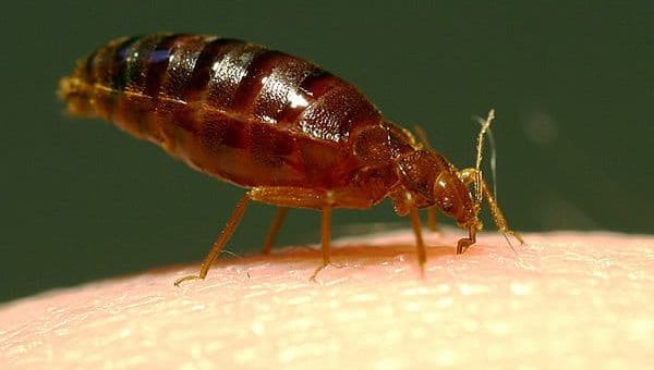 К чему снятся клопы во сне по сонникам Ванги, Миллера и Фрейда.