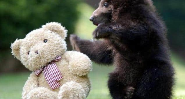 К чему снятся медведи по толкованиям сонников и основным значениям