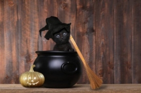 Приметы и поверья о черных кошках
