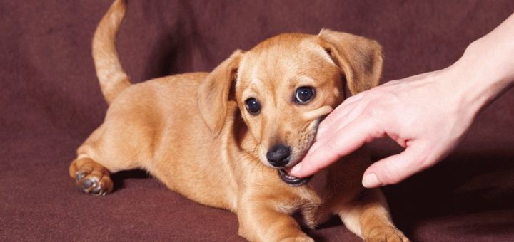 К чему снится что собака кусает за руку?