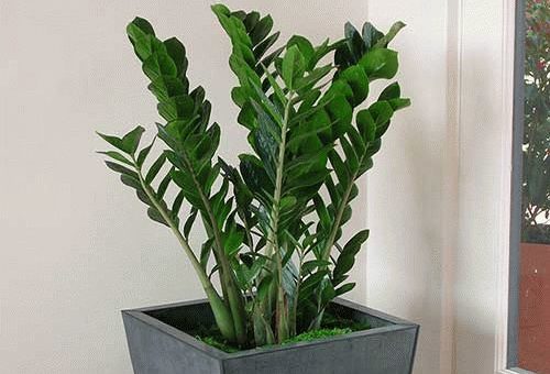 Цветок Замиокулькас (долларовое дерево): фото и приметы в доме