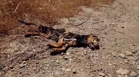 К чему снится мертвая собака по толкованиям сонников и основным значениям сновидений