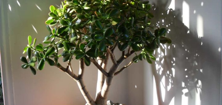 Денежное дерево приметы и суеверия, к чему цветёт и падает