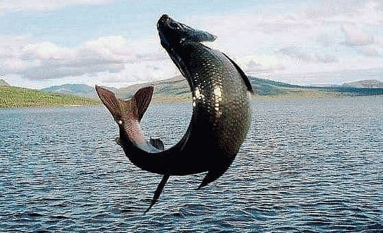 Примета: рыба выпрыгивает из воды