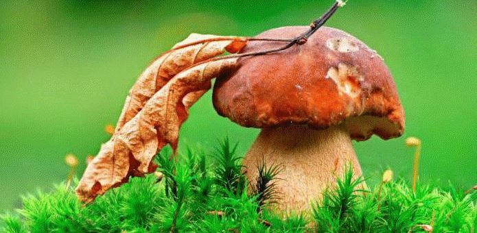 Примета: к чему много грибов в лесу?