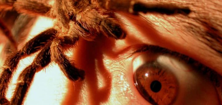 Сонник: к чему снится белый паук - толкование снов по Фрейду, Миллеру, Ванге