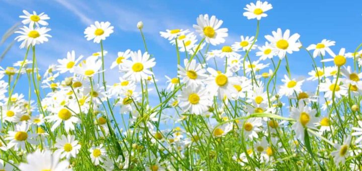 К чему снится ромашка по сонникам Миллера, Фрейда, Эзопа