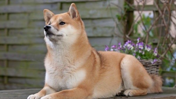 К чему снится собака по сонникам Ванги, Нострадамуса