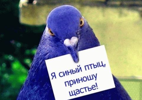 Примета: птица врезалась в окно