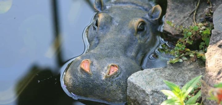 К чему снится бегемот по сонникам Миллера, Фрейда, Ванги.