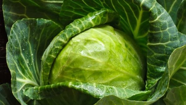 К чему снится свежая капуста по сонникам Миллера, Цветкова