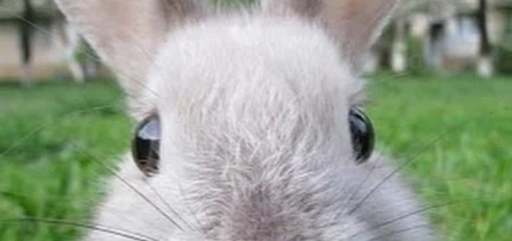 К чему снится заяц и толкование сновидения по сонникам